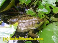 /home//u458753944/public_html/sourcegallery///Frogs/More bullfrogs/DSCN5260.JPG